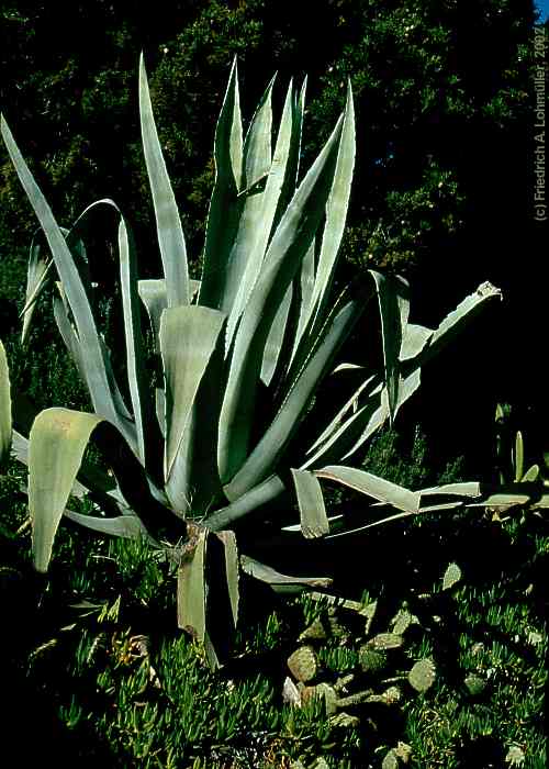 Agave americana