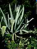 Agave americana