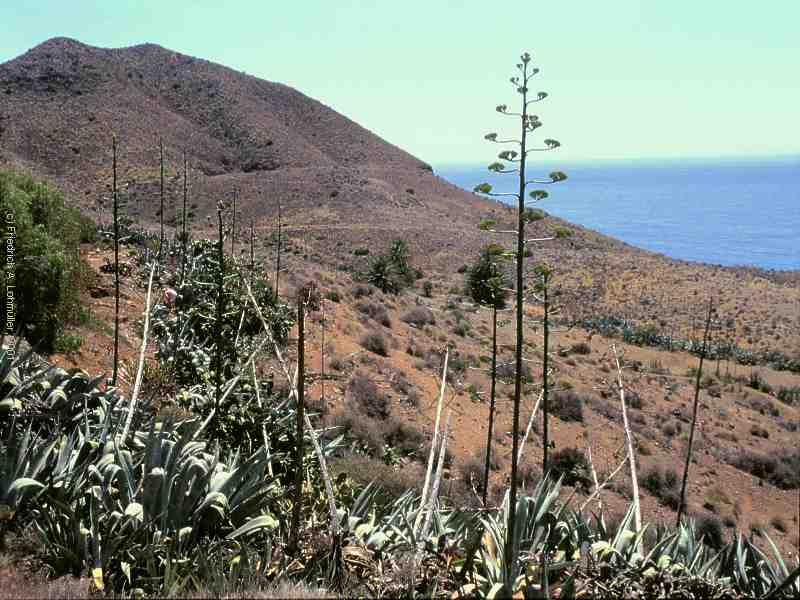 Agave americana