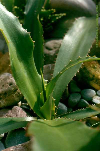 Furcraea foetida,Furcraea gigantea