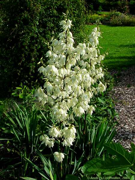 Yucca filamentosa