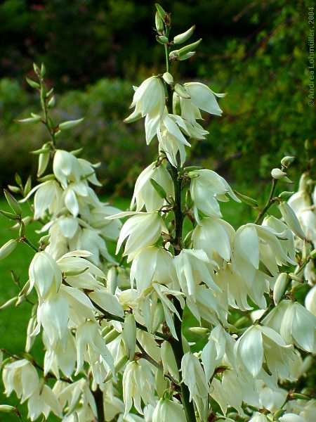 Yucca filamentosa