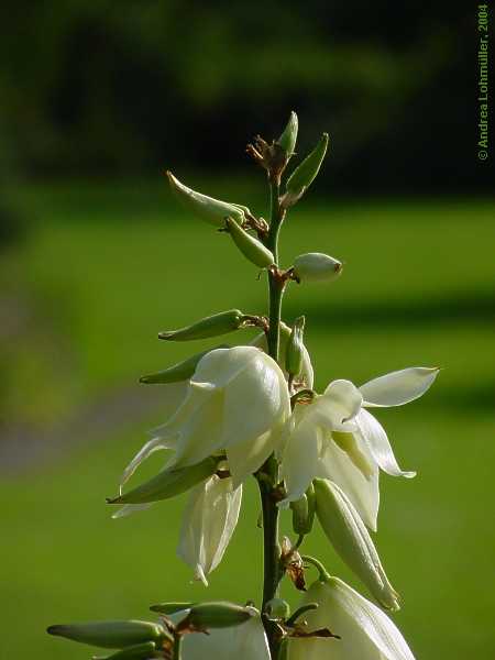 Yucca filamentosa