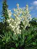 Yucca filamentosa