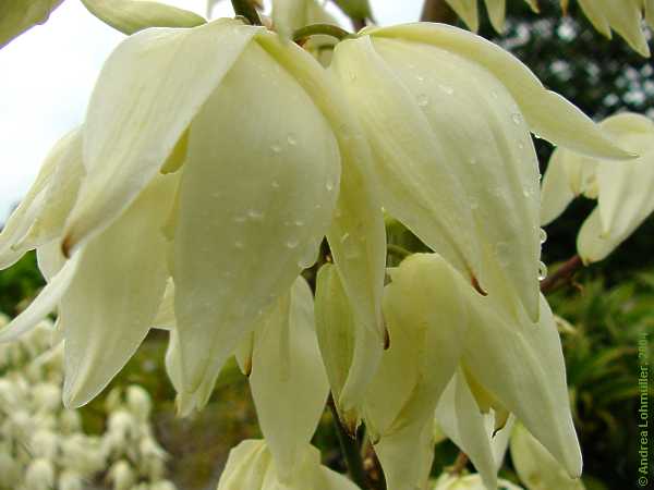 Yucca filamentosa