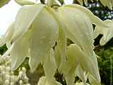 Yucca filamentosa