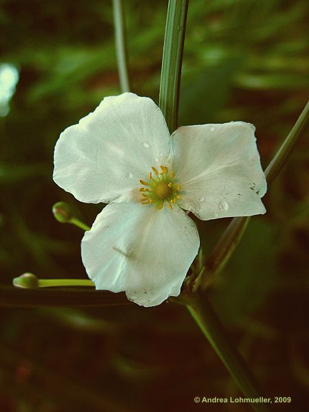 Echinodorus decumbens