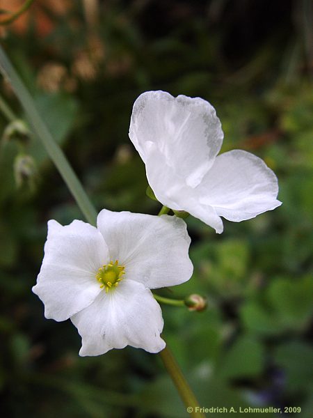 Echinodorus decumbens