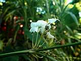 Echinodorus decumbens