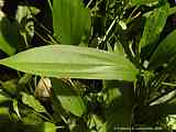 Echinodorus decumbens