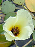 Hydrocleys nymphoides