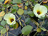 Hydrocleys nymphoides