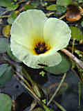 Hydrocleys nymphoides