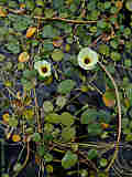 Hydrocleys nymphoides