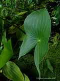 Sagittaria montevidensis