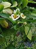 Sagittaria montevidensis