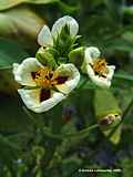 Sagittaria montevidensis