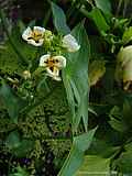 Sagittaria montevidensis