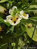 Sagittaria montevidensis