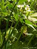 Sagittaria montevidensis