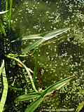 Sagittaria sagittifolia