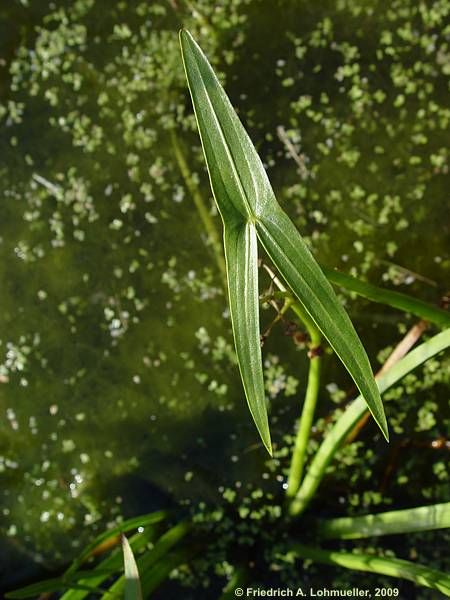 Sagittaria sagittifolia