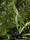 Sagittaria sagittifolia