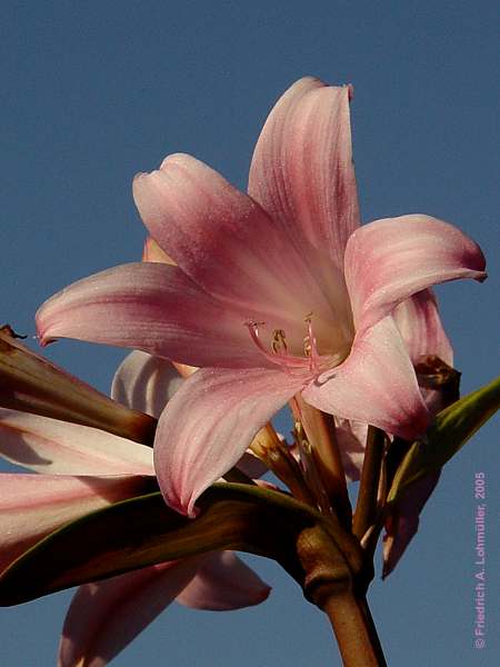 Amaryllis bella-donna