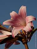 Amaryllis bella-donna