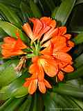 Clivia miniata