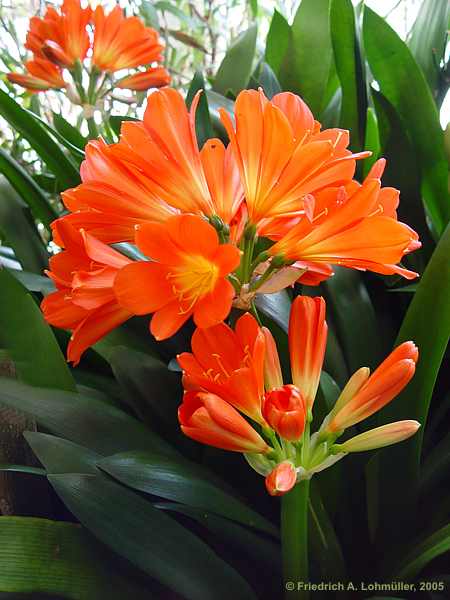 Clivia miniata, Amaryllidaceae, Friedrich A. Lohmueller photo gallery ...