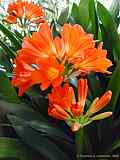 Clivia miniata