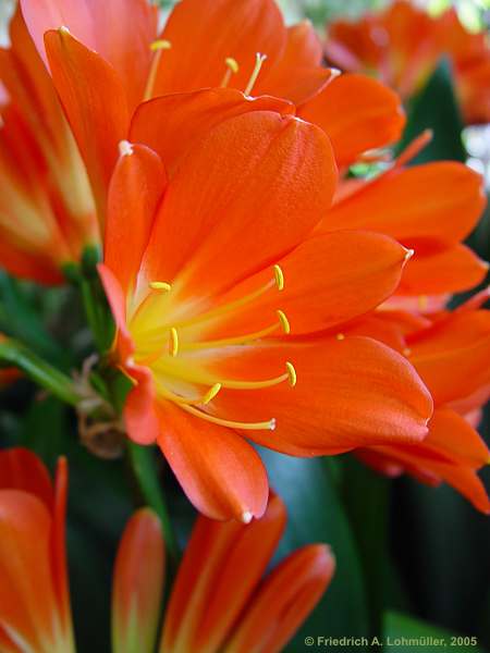 Clivia miniata