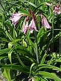 Crinum x powellii hort.