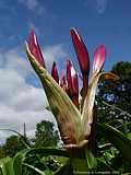 Crinum x powellii hort.