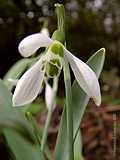 Galanthus elwesi