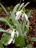 Galanthus elwesi