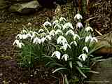 Galanthus nivalis