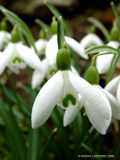 Galanthus nivalis