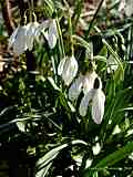 Galanthus nivalis