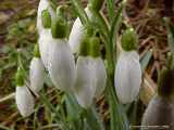 Galanthus nivalis