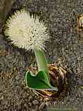 Haemanthus humilis