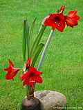 Hippeastrum spec.