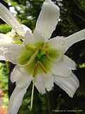 Hymenocallis