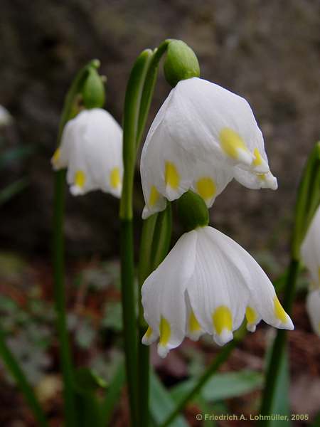 Leucojum vernum