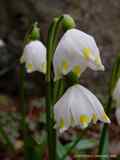 Leucojum vernum