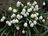 Leucojum vernum