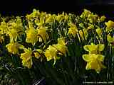 Narcissus spec.