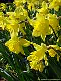 Narcissus spec.