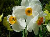 Narcissus spec.